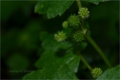 Hydrocotyle javanica